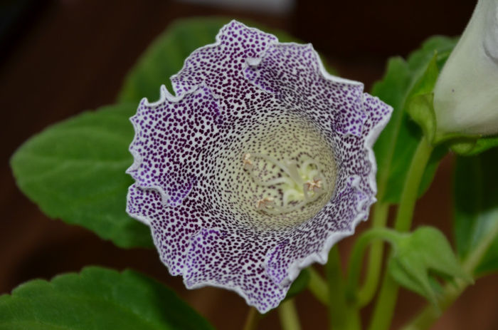 Speciosa Hibrid - Gloxinii 2013