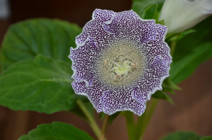Speciosa Hibrid - Gloxinii 2013