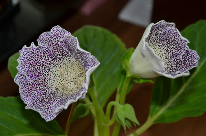 Speciosa Hibrid - Gloxinii 2013