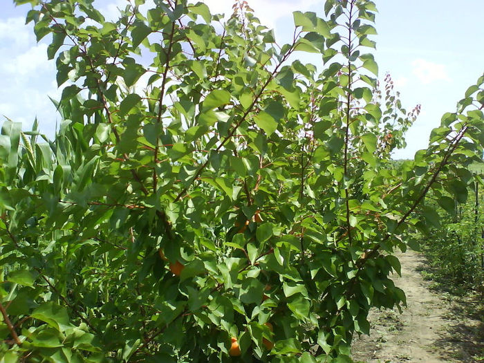 DSC02975; cais carmela cumparat dl roman marius, extraordinare fructe. caise fff mari cu un gust demential si sambure mic. se coace in prima parte a lunii iunie
