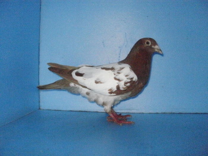 f 2011 (2)