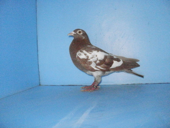 f 2011