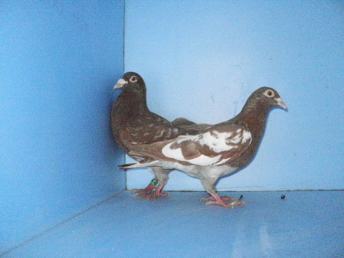 Perechie 2011