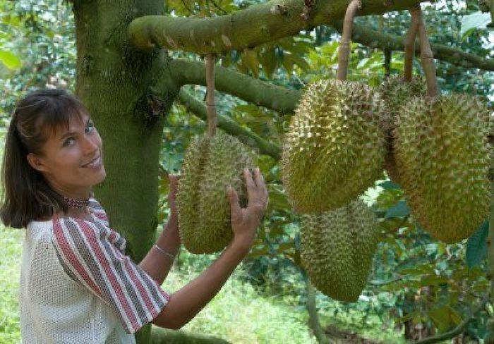 durian - a-alte seminte rare