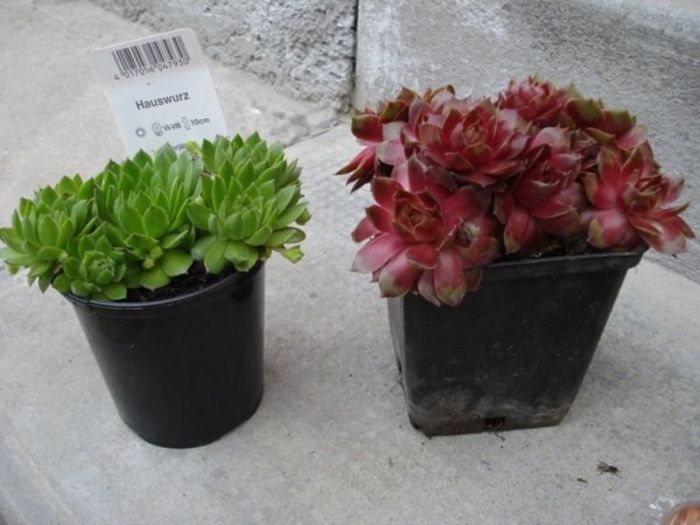 sempervivum (2)