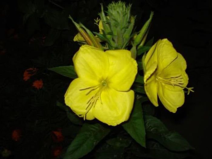 floarea spectaculoasa (1)