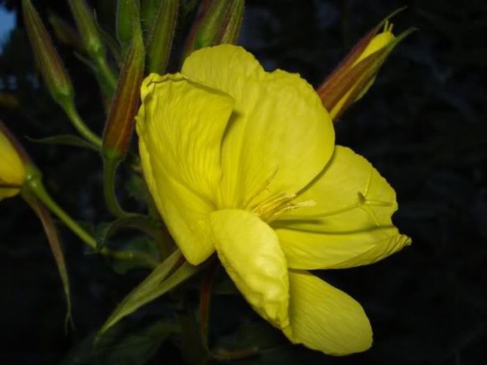 floarea spectaculoasa (4)