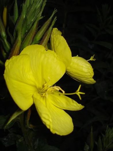 floarea spectaculoasa (5)