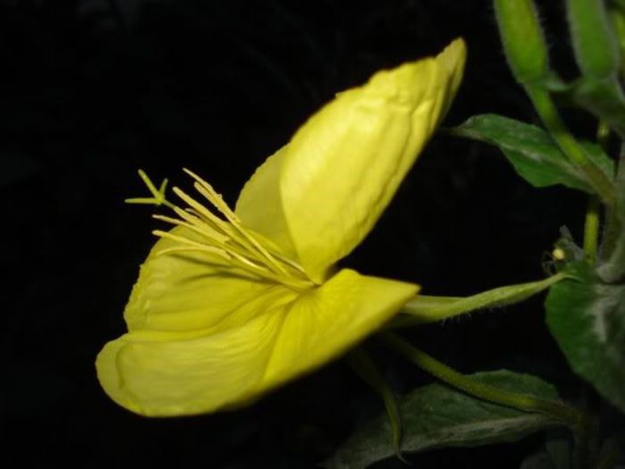 floarea spectaculoasa (7) - oenothera