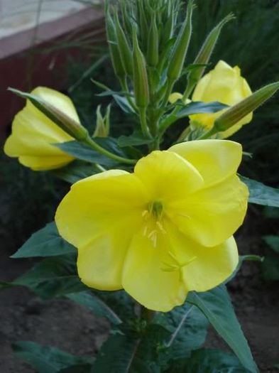 flori (4) - oenothera