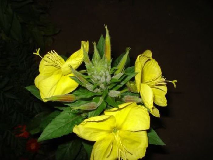 flori (5) - oenothera