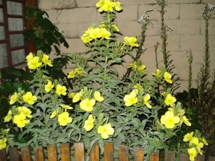 planta (2) - oenothera