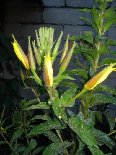 planta (4) - oenothera
