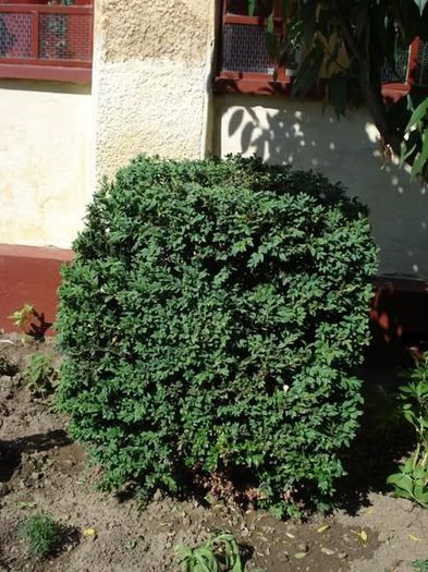 b (15) - buxus sempervirens