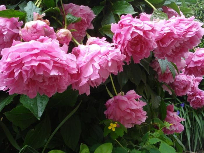 inflorit in 2013 (11) - bujori