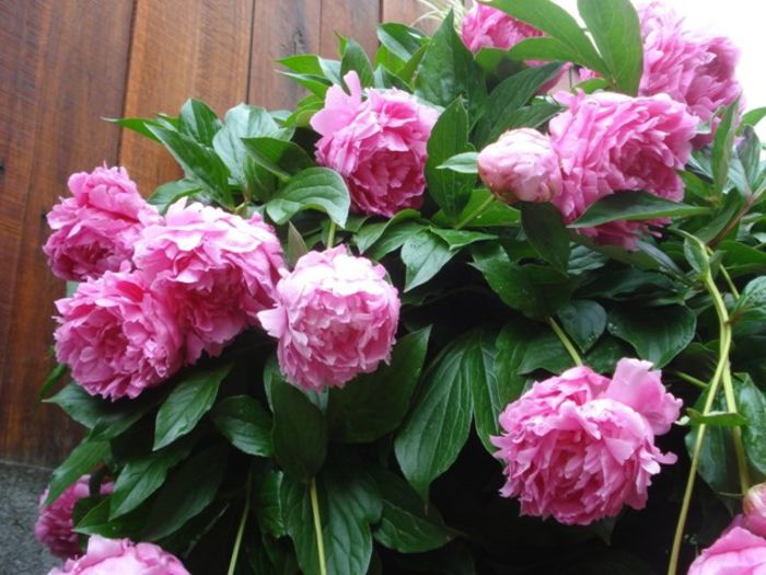 inflorit in 2013 (12) - bujori