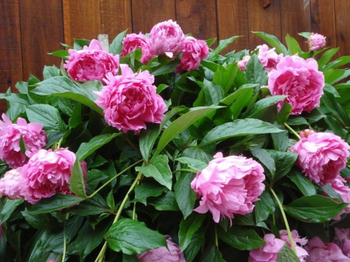 inflorit in 2013 (13) - bujori