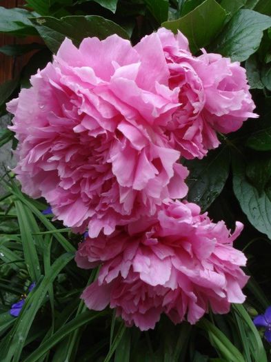 inflorit in 2013 (14) - bujori