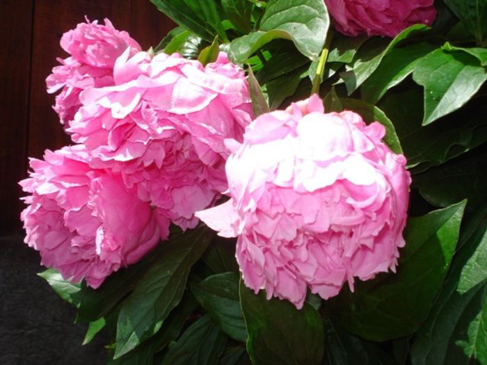 inflorit in 2013 (16) - bujori