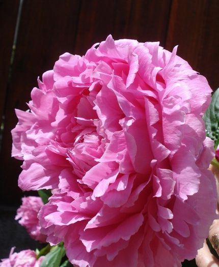 inflorit in 2013 (17) - bujori