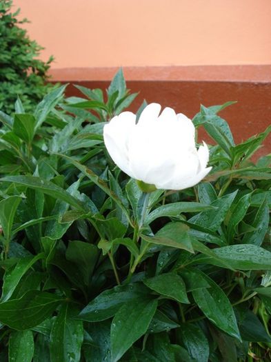 parfum imbietor (1) - bujori