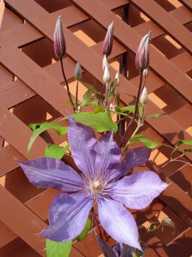 Bagatelle sau Dorothy Walton (4) - clematis