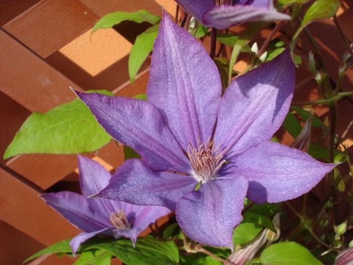 Bagatelle sau Dorothy Walton (5) - clematis