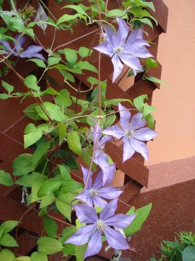 Bagatelle sau Dorothy Walton (7) - clematis