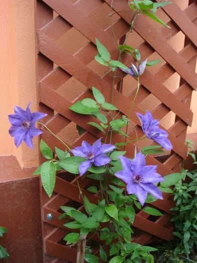 Bagatelle sau Dorothy Walton (8) - clematis