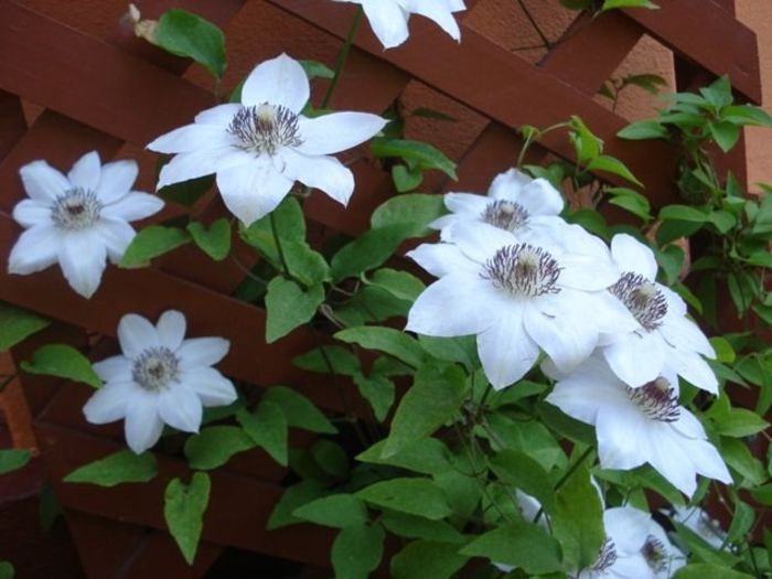 Miss Bateman (1) - clematis