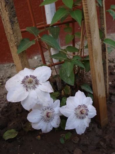 Miss Bateman (5) - clematis