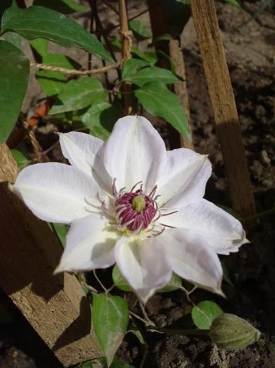 Miss Bateman (6) - clematis