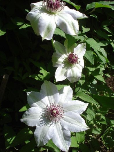 Miss Bateman (13) - clematis