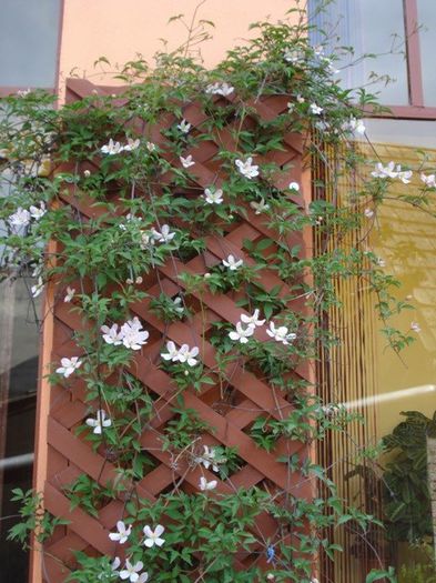 Montana Rubens (2) - clematis