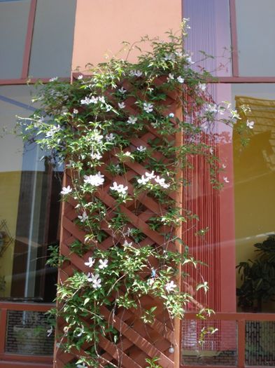 Montana Rubens (4) - clematis