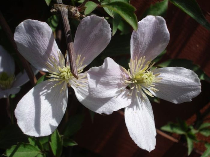 Montana Rubens (5) - clematis