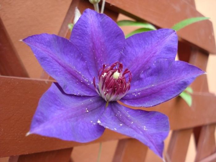 The President (7) - clematis