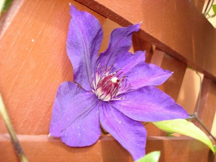 The President (8) - clematis