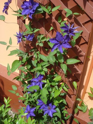 The President (16) - clematis