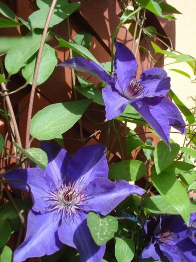 The President (20) - clematis