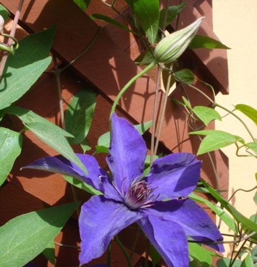 The President (21) - clematis