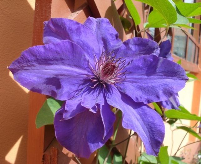 The President (22) - clematis