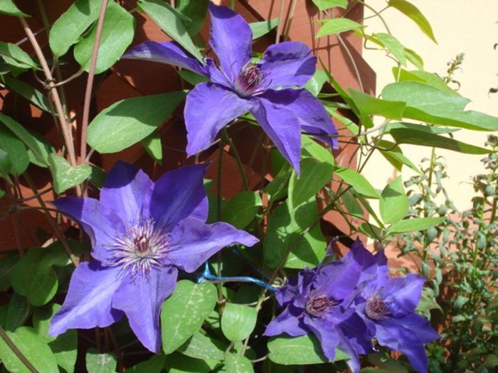 The President (24) - clematis
