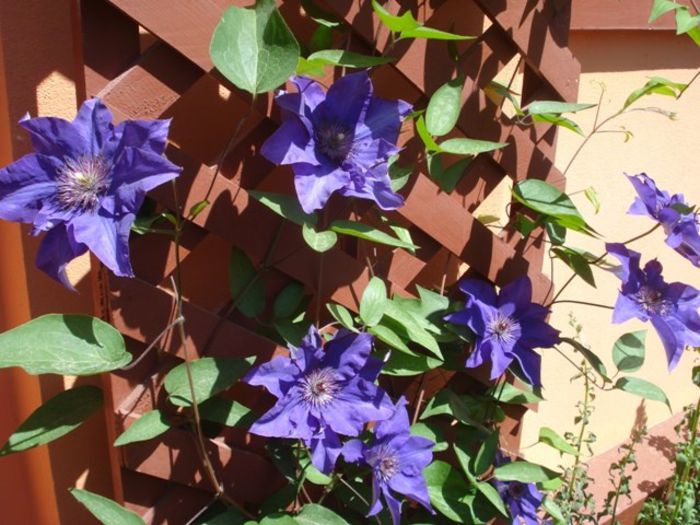 The President (26) - clematis