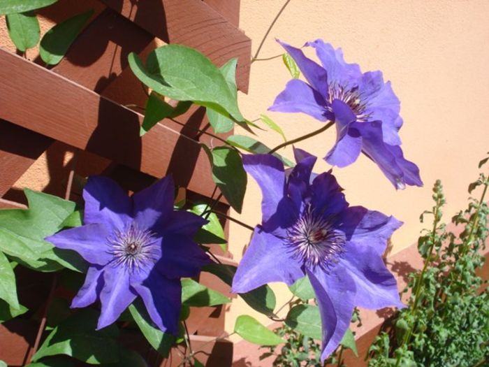 The President (27) - clematis