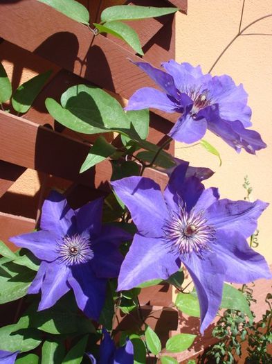 The President (28) - clematis