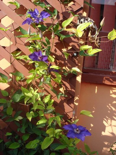 The President (29) - clematis