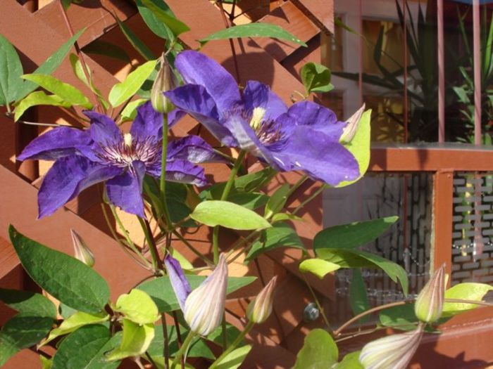 The President (30) - clematis