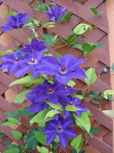 The President (31) - clematis