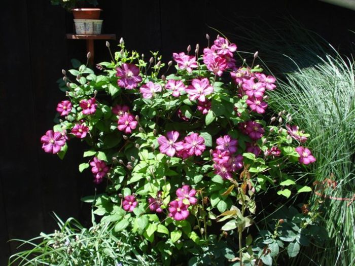 Ville de Lyon- inflorire in 2013 (13)